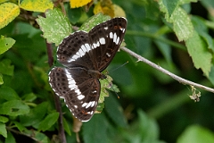 David Plant Photography - Wildlife Photography - White admiral - E